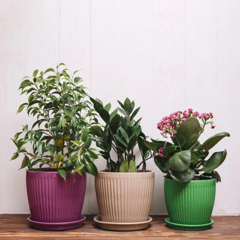 Caring for Your Plants Starts with the Right Pot: A Guide to Plant Health