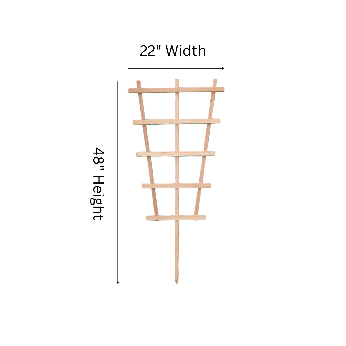 FT4 Fan Trellis - 48"H x 22"W