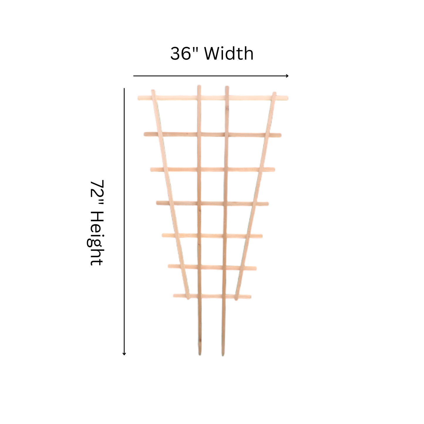 FT6 Fan Trellis - 72"H x 36"W